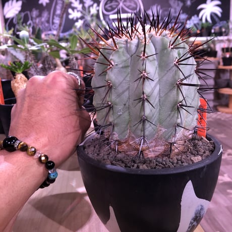 copiapoa   cinerea  黒王丸《L size》※現地球発根済株※店主国内管理6年株※king of cactus‼︎※mad black marble bowl pot植え