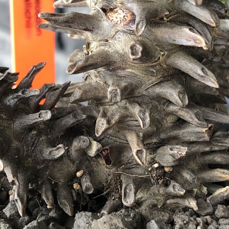 tylecodon  wallichii  和名＝奇峰錦《大きめM size》※現地球発根後店主管理4年株※美しく低重心良樹形balanceな一株※ mad black pot植え
