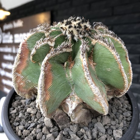 aztekium hintonii《LL size》※現地球発根後店主国内管理22年株※マニア様には涎モノの大変希少な大株現地球ヒントニー※mad black bowl pot植え