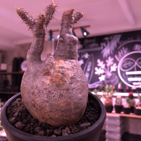 packypodium  gracilius《大きめM size》※現地球発根済株※希少二頭枝の現地焼けぼってりグラキ‼︎良きバランスな選抜株※mad black pot植え