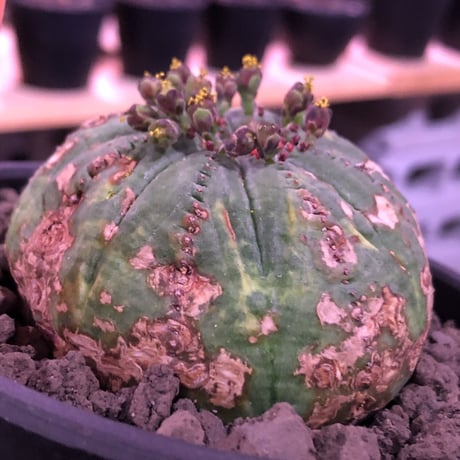 euphorbia  obesa《大きめM  size》※現地球発根済株※ちょうど良きサイズ感&一部木質化した味深きwildオベサ※mad black bowl pot植え