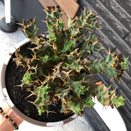 euphorbia tortirama（XL size）※現地球株発根済（店主所有株）※この上なき極太株&葉もスクリューし躍動感半端なき大株※mad brown marble bowl pot植え