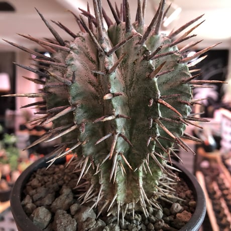 euphorbia horrida《大きめM size》※現地球株発根済※とびきりまん丸な可愛すぎる良樹形‼︎※mad black pot植え