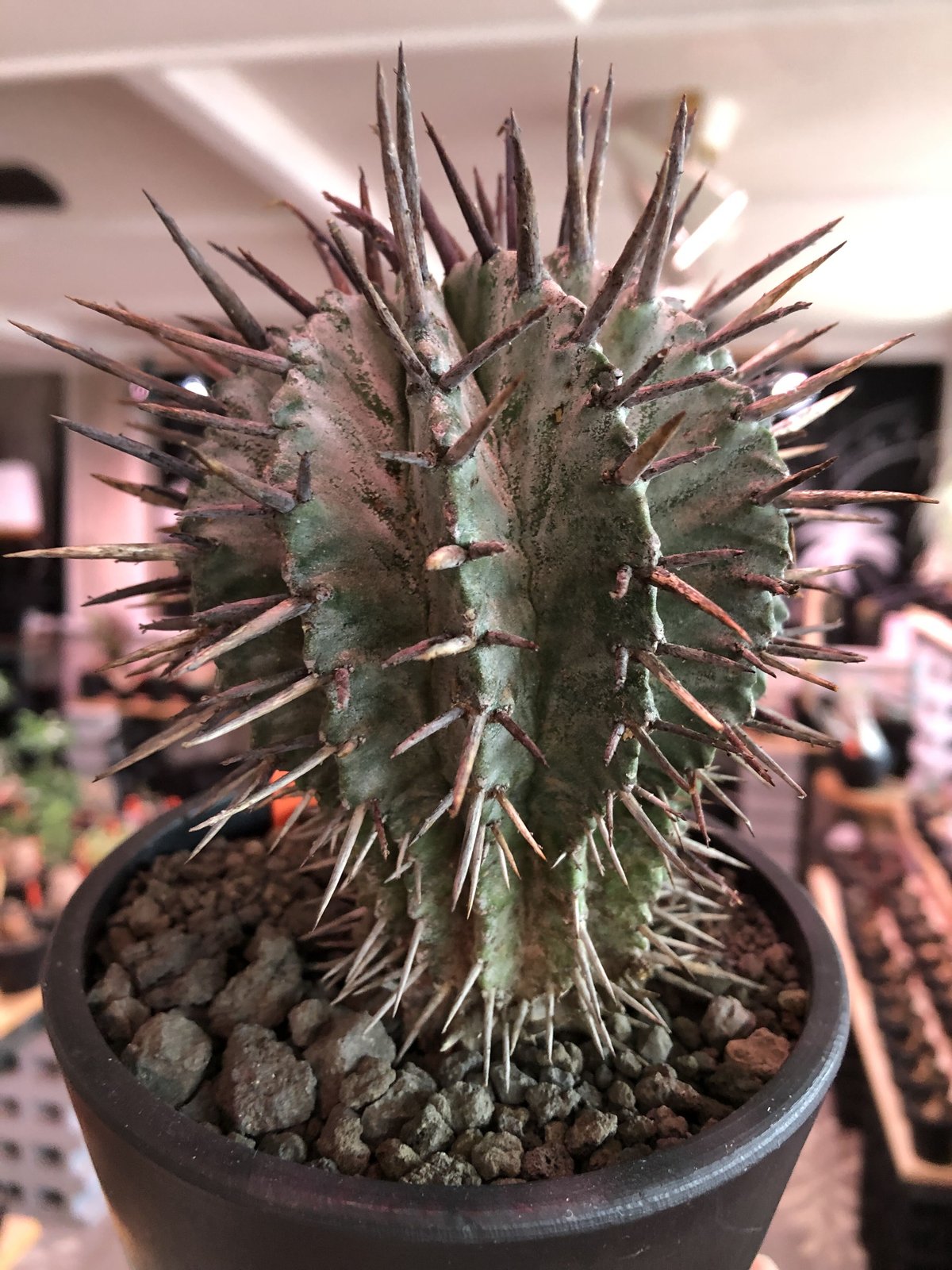 euphorbia horrida《大きめM size》※現地球株発根済※とびきりまん丸な