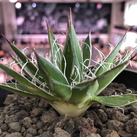 agave    filifera   schigigera  var. white stripe