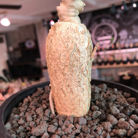 euphorbia buruana《M size》※塊根ユーフォルビアの中で最も希少性高きユーフォルビアの上、大変wildな太く棘棘しい多肉質の葉を展開するブルアナ※mad black pot植え