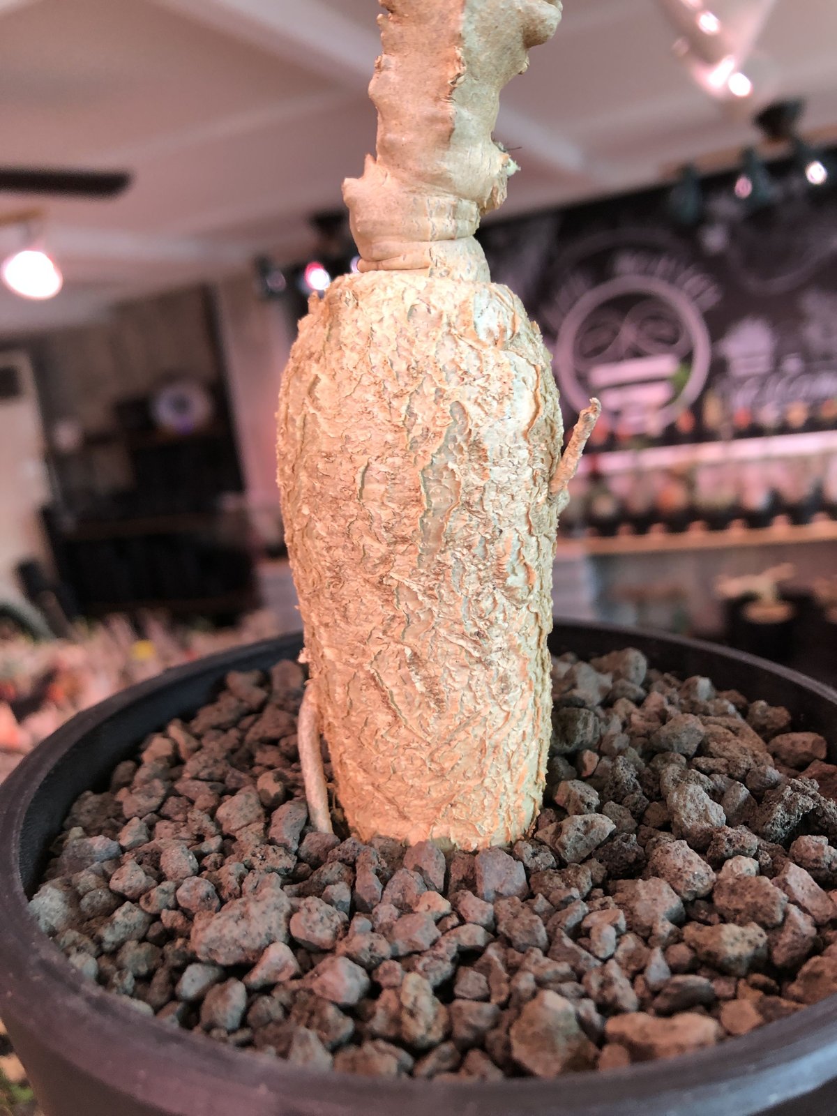 euphorbia buruana《M size》※塊根ユーフォルビアの中で最も希少性高き