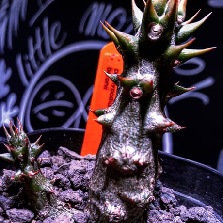 packypodium    baronii