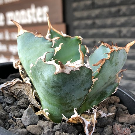 agave titanota  白鯨陽炎type《M size》※現地球株発根済※ウネウネ強き鋸歯に幅広肉厚タイプ※black pot植え