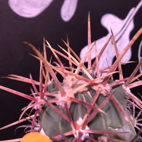echinocactus  神竜玉《強刺》