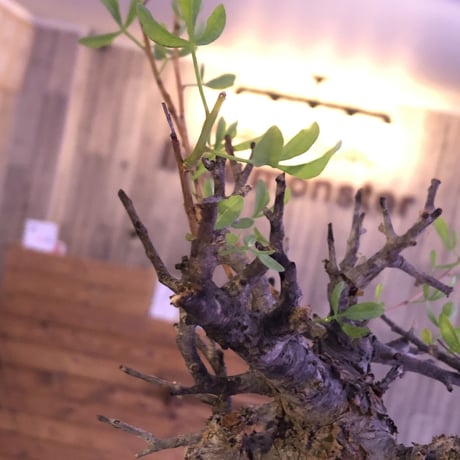 commiphora  foliacea《L size》希少株‼︎