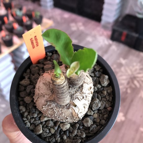 euphorbia subapoda《大きめM size》※大きくbalanceも良型‼︎ススをまとった様なmad感な肌質がカッコ可愛いオススメ株‼︎現在開花中‼︎※mad  black pot植え