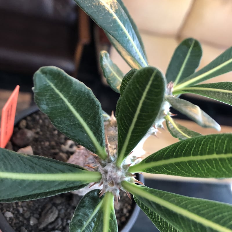 pachypodium tackyi《M size》希少種※littmon seed 4年株※ pachypodium tackyi《M size》希少種※littmon seed 4年株※