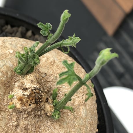 kedrostis africana《大きめL size》※現地球発根後店主国内管理2年株※大変ぼってりと丸い極美株‼︎雌雄異株型種‼︎※mad black bowl pot植え