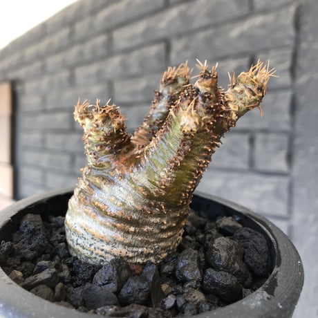 pachypodium gracilius《S size》2色混在カラー肌※現地球発根後店主国内管理1年株※weight低く枝振りも良き赤肌グラキ※mad black pot植え