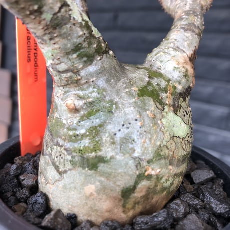 pachypodium gracilius《小さめM size》※希少‼︎green肌※現地球発根後店主国内管理3年株※絶妙な枝振り&樹形balance株※mad black pot植え