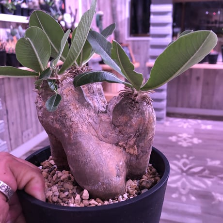 packypodium    roslatum var. eburneum（M  size） ※現地球   発根済み株