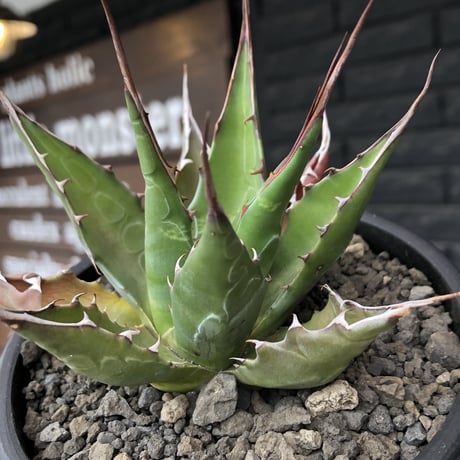 agave montana《M size》選抜株※現地球株発根済※纏まり締まり良きワイルド感満載で男前な出立ちが堪らない‼︎※mad black  pot植え