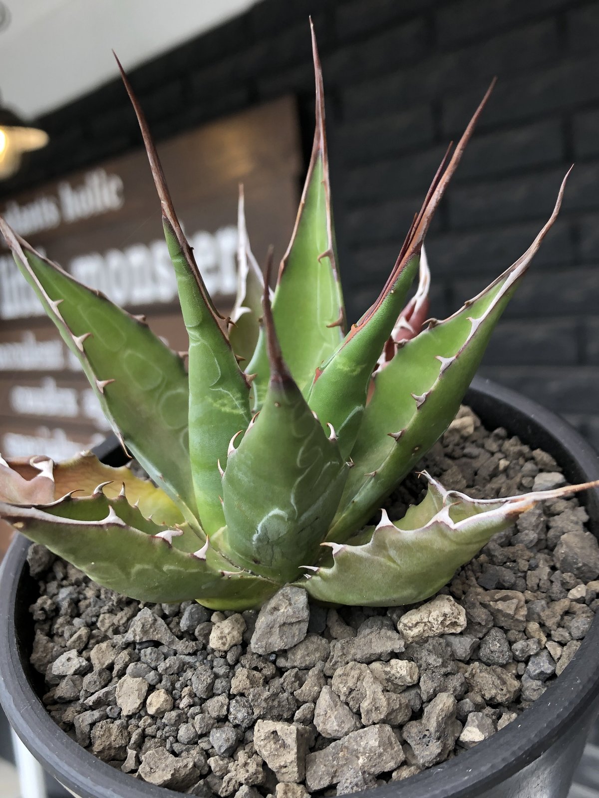 agave montana《M size》選抜株※現地球株発根済※纏まり締まり良き agave montana《M size》選抜株※現地球株発根済※纏まり締まり良き