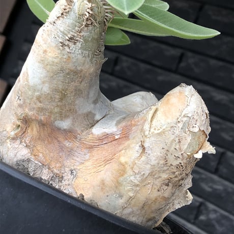 pachypodium  eburneum《L size》※現地球株発根済※メクれ上がった味深き表皮に美しい白肌とのコントラストが堪らない‼︎※mad black bowl pot植え