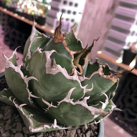agave  titanota  白鯨《M size》※最高の鋸歯に幅広肉厚葉（限定2株）※mad black bowl pot植え
