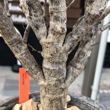 senna  meridionalis《 LL size》※現地球発根後店主国内管理4年株※大振りながら美しくまとまった激しい枝振り&ボコボコ幹が堪らなく美しい白肌株※陶器鉢植え