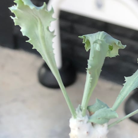 othonna cyclophylla《M size》※現地球株発根済※淡い冬型らしいカラーのギザギザ葉がかわいいシクロフィラ※black pot植え