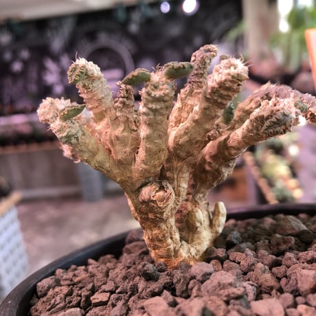 euphorbia suzannae marnierae《M size》激希少‼︎※オフホワイト肌の美しすぎる奇跡のロゼット株‼︎※mad black bowl pot植え