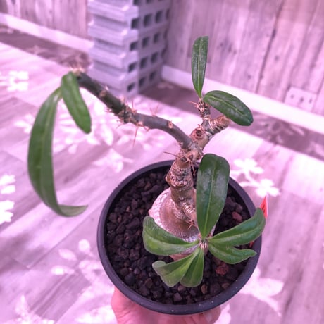 packypodium  succulentum《大きめS size》現地球発根済株‼︎※既にミニチュアにしただけの良き装い‼︎※mad black pot植え