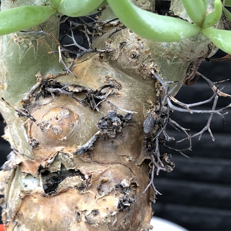 tylecodon reticulatus《L size》※現地球発根済株※店主国内管理6年株※棘も美しく残り幹極太な良樹形‼︎impact抜群な一株※mad black bowl pot植え