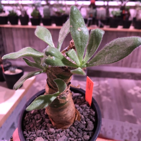 tylecodon  paniculatus《M size》※一番大きく成長する2種類のパニクラーツス‼︎※mad black pot植え　※限定２株