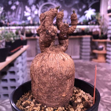 euphorbia   subapoda《M size 》両サイドにある２つの傷が魅力なスバポダ‼︎※限定１株