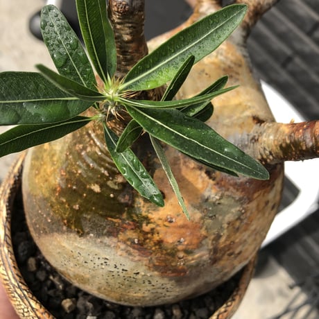 packypodium  gracilius《L size》特選株※現地球発根済株※特化した肌colorに味深き現地焼け＆weightも低き360°球体な大株グラキ‼︎唯一無二な装い※陶器浅鉢植え