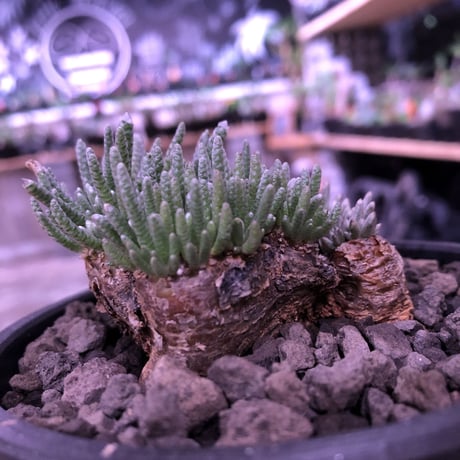 avonia   alstoni 《L L   size》※特化した塊根樹形を持つアルストニー希少大株※ mad black bowl pot植え
