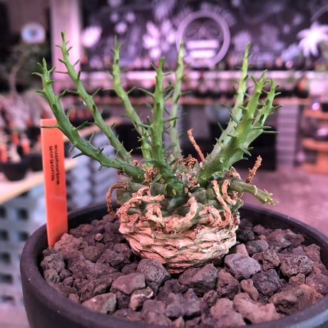 euphorbia gorgonis《M size》※人気🐙タコものユーフォルビア‼︎綺麗な多肉質の葉と塊根部分の木質化が魅力‼︎※mad  black bowl pot植え　※限定2株