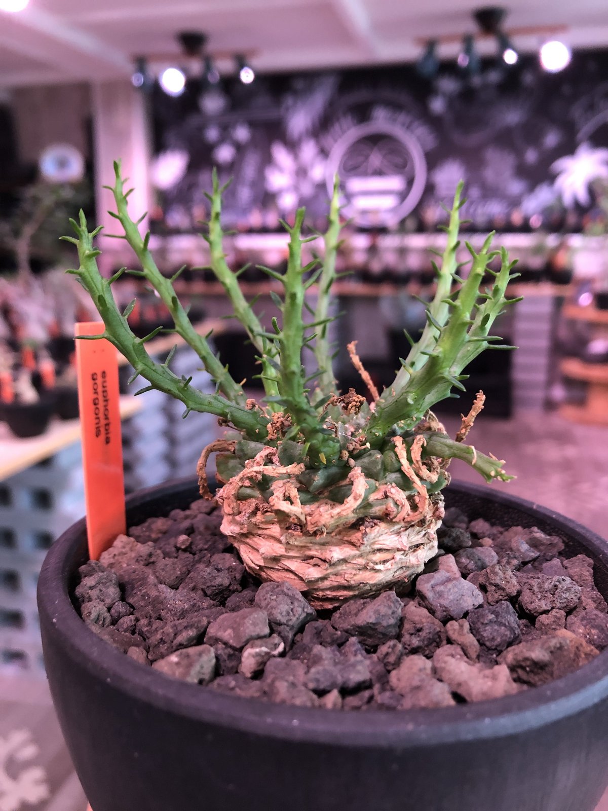 euphorbia gorgonis《M size》※人気🐙タコものユーフォルビア‼︎綺麗な