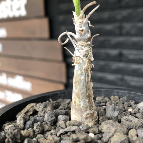 sesamothamnus rivae《大きめS size》※現地球株発根済※小振り現地球株は逆に珍しく小さくても味深さ強き表皮のメクれが堪らない一株※mad black pot植え