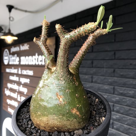 pachypodium gracilius《小さめL size》希少green肌&球体樹形※現地球発根後店主国内管理3年株※まん丸な樹形&極balance株※mad black bowl pot植え