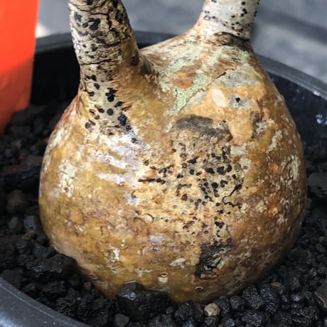 pachypodium gracilius《S size》希少‼︎yellow肌＆球体株※現地球発根後店主国内管理2年株※360度まん丸球体樹形の堪らなくかわいい一株※mad black pot植え