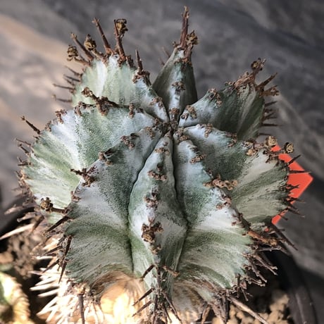 euphorbia horrida《大きめM size》子吹き群生株※現地球発根後店主国内管理6年株※ワイルドな木質化と荒々しく刺々しい男前な出立ち※mad black pot植え
