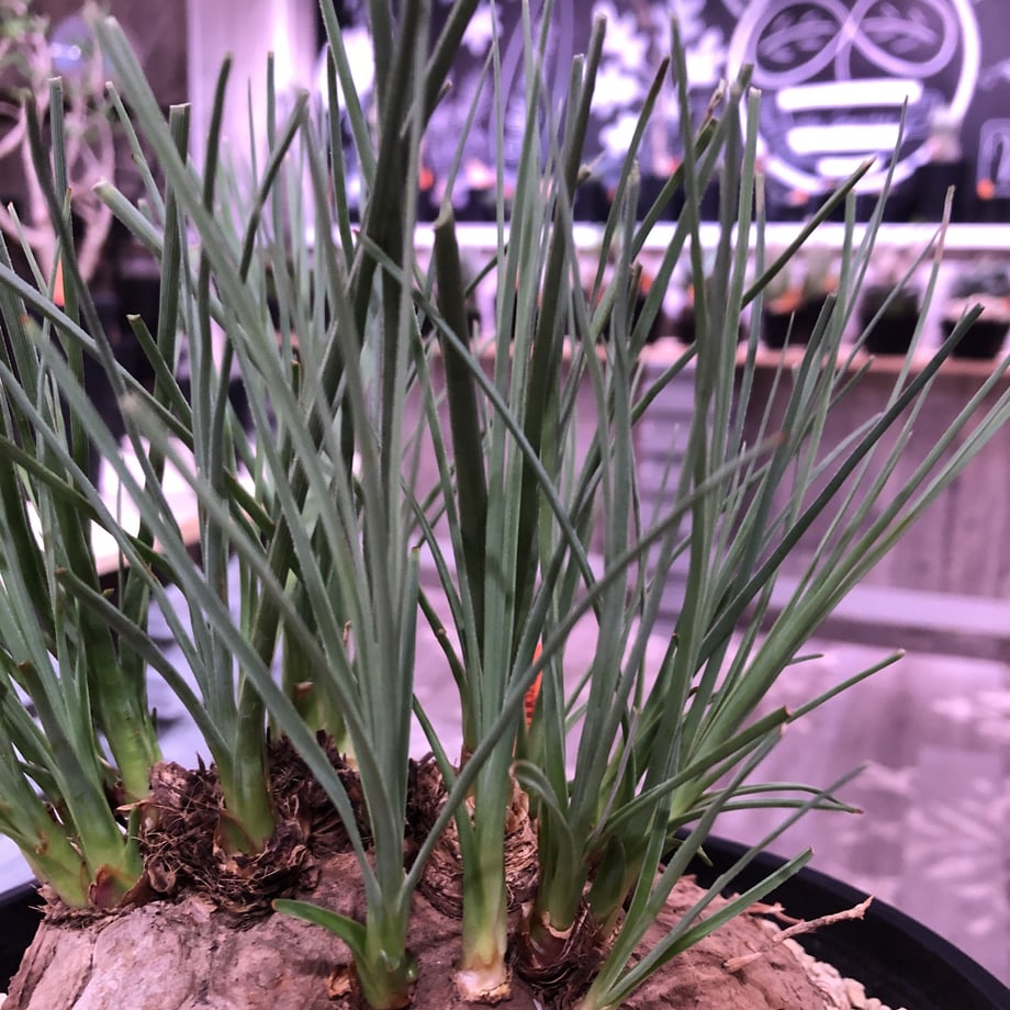 5d0a28ec75217932e3294be8