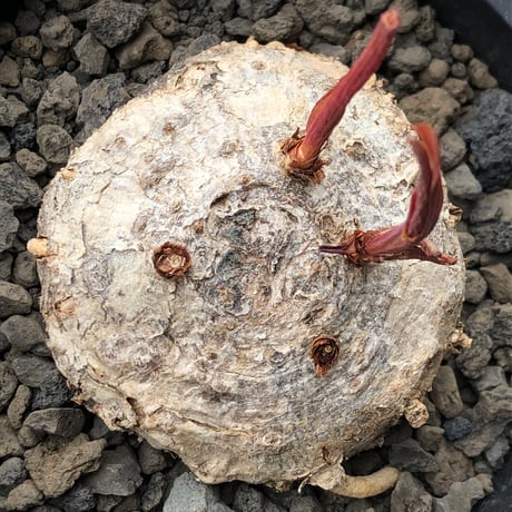 eriospermum mackenii《L size》※現地球株発根済※中々出会えないエリオスペルマムきっての希少大型夏型種で大株‼︎※black bowl pot植え