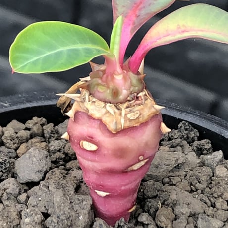 euphorbia viguieri《S size》※現地球株発根済※小振りでピンクカラーが可愛すぎる一株‼︎※mad black pot植え