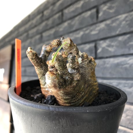 pachypodium gracilius《M size》偏平&短枝良枝振り株※現地球発根後店主国内管理2年株※極めて低重心偏平且つ枝振りも良き一株※mad black pot植え