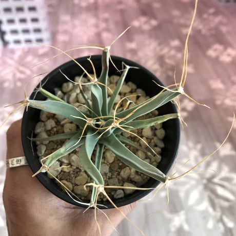 leuchtenbergia   principis《晃山》
