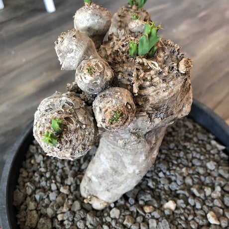 euphorbia    clavigera《激希少》L size