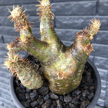 pachypodium  gracilius《M size》希少‼︎ニ頭枝w-he'd＆極green肌株※現地球発根後店主国内管理3年株※極green肌の良樹形双頭株※mad black pot植え