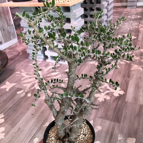 alluaudia    comosa《LＬ size》