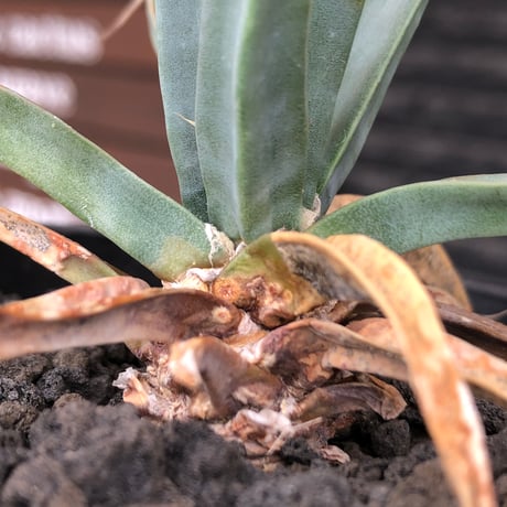 leuchtenbergia  principis 晃山《S size》※現地球株発根済※小振りながらも味深く強靭で育てやすい一属一種の有望株※black bowl pot植え