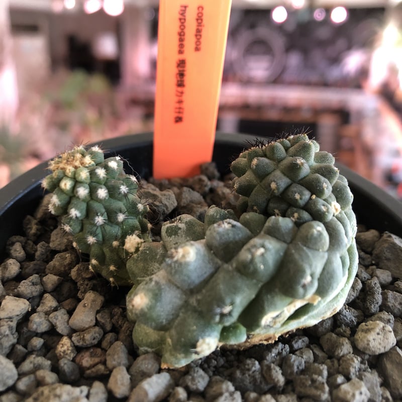 コピアポア　逆鱗丸　現地球のカキ仔 isla del pescado - Copiapoa Haseltoniana-逆鱗丸